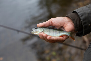 Junger Barsch in Hand, Mindestmaß