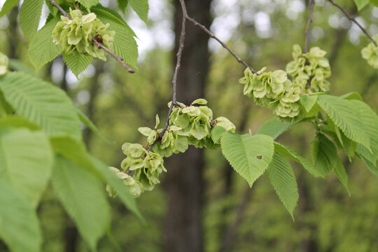 Branch of wych elm (Ulmus glabra) with seeds and green foliage in forest