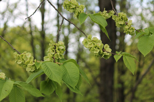 Branch of wych elm (Ulmus glabra) with seeds and green foliage in forest