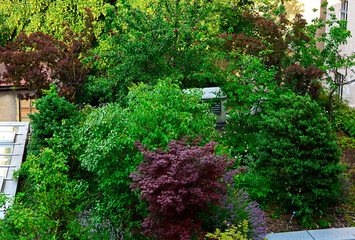 ogród na dachu, drzewa ozodbne i owocowe, zielone krzewy, roof garden, ornamental and fruit trees, green bushes