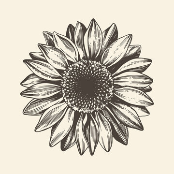 Sunflower illustration. Engraved vintage style. Vector isolated design. 