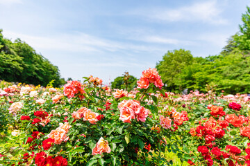 与野公園の薔薇まつり