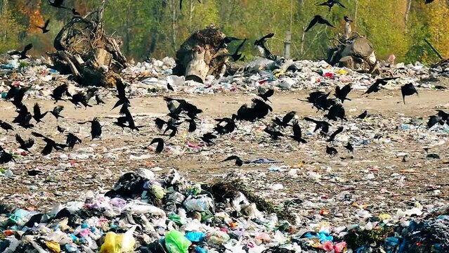 A flock of ravens takes off in slow motion. City dump footage. Garbage landfill with sorted garbage. Nature pollution background.