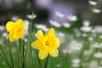 The spring cute yellow daffodils flowers on nature background