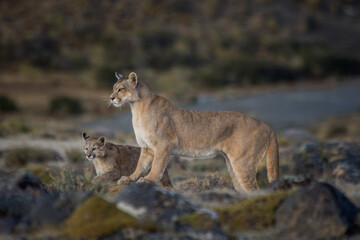 Pumas in Torres del Paine NP - obrazy, fototapety, plakaty
