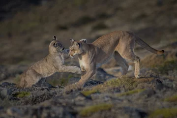 Rolgordijnen Pumas in Torres del Paine NP © Rafa