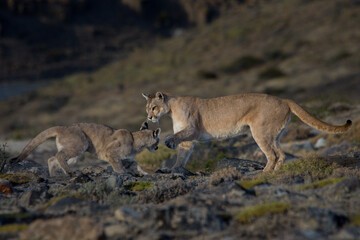 Pumas in Torres del Paine NP