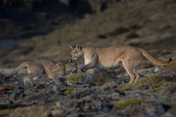 Poster Pumas in Torres del Paine NP © Rafa