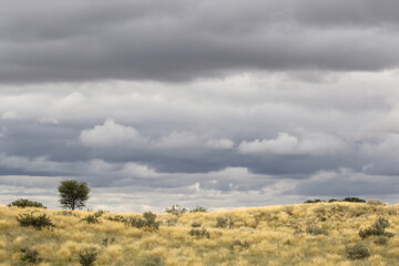 Naklejka premium The 'green Kalahari' after all the rain, Kgalagadi, South Africa