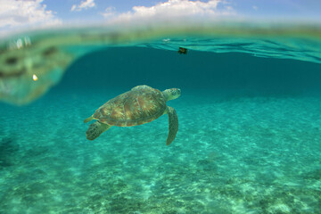 green sea turtle in its environment in the caribbean sea on a coral reef