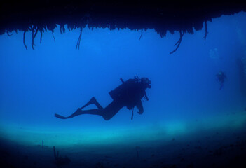 scuba diver , environment in the caribbean sea on a coral reef