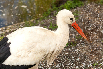 selective focus. Adult European White Stork Standing In Green Summer Grass. Wild Field Bird. Close-up portrait of a stork. migratory bird. High quality photo