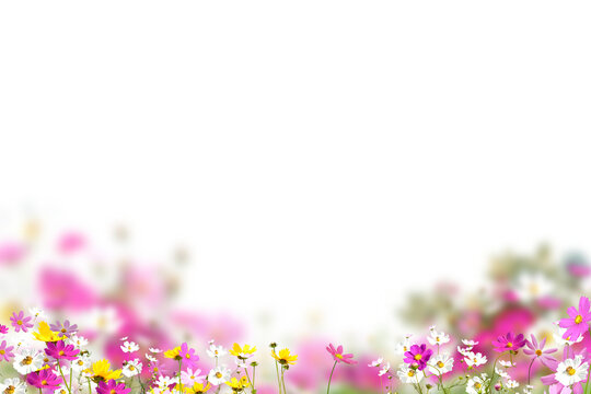 Flowers isolated on transparent background, Flower summer spring flowers overlay, frame background, border overlay, without background png