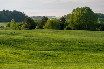Nature of Belarus. Endless fields and forests of the Republic of Belarus. National Nature Reserve. A field for growing cereals.