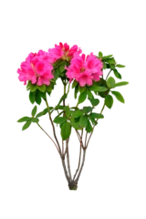 Foto op Canvas  Azalea Purple flower on on transparent background. Summer spring flowers png isolated, branches with lush Rhododendron flowers clipart  © Daria