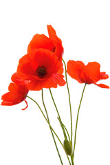 Poppy flowers isolated on transparent background, Red poppy flower isolated Photo summer spring...