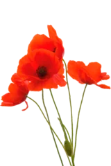 Fotobehang Poppy flowers isolated on transparent background, Red poppy flower isolated Photo summer spring flowers, png © Daria