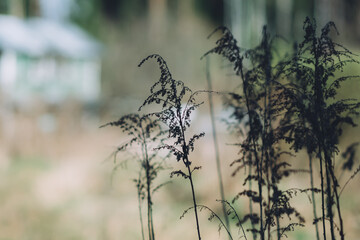 last year's grass in spring
