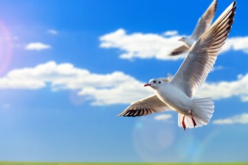 Beautiful sunny sky with white clouds and flying seagull birds