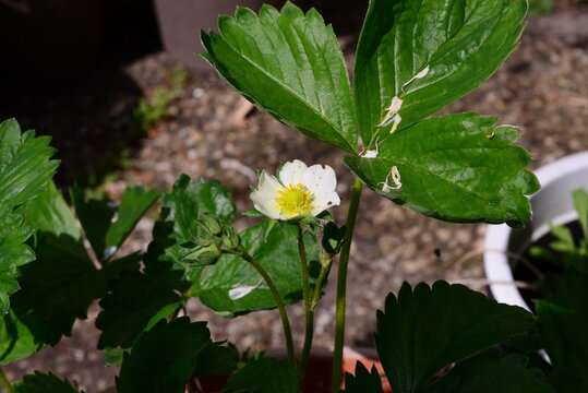 Strawberries turning from blossoms to berries as a closeup