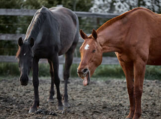Funny red horse yawns