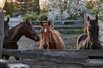 Thoroughbred horses walk in a corral on a farm