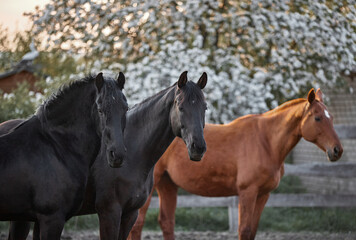Obraz na płótnie Canvas Thoroughbred horses walk in a corral on a farm