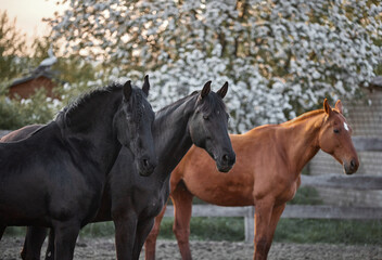 Obraz na płótnie Canvas Thoroughbred horses walk in a corral on a farm
