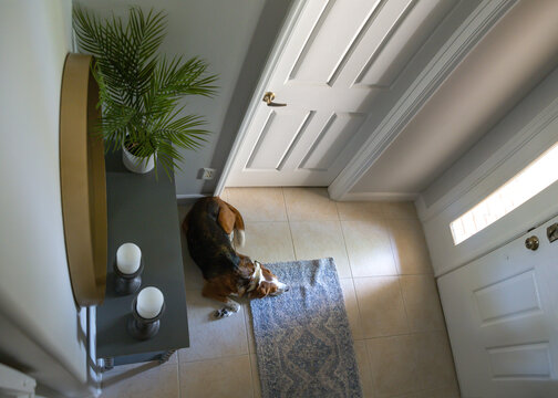 Beagle Laying Down By The Door Looking Out The Window. Overhead View.