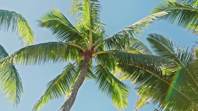 Bottom up view on lush green foliage of palm trees with afternoon sun light flare. View from the resort beach on large green coconut palms. Summer vacation on tropical island background 4K footage