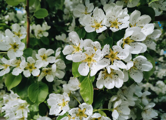 White pear blossom. Spring flowers of fruit tree. Branches and green leaves close-up.