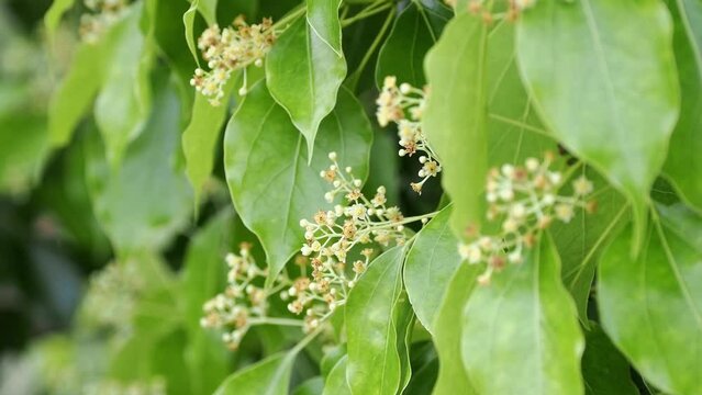 Tokyo, Japan - May 20, 2022: Closeup of Cinnamomum camphora or amphor tree or camphorwood or camphor laurel
