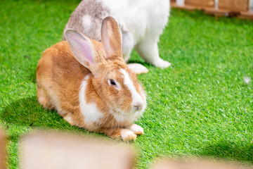 yellow and white rabbit on green artificial grass in the midst of bright lights at a wildlife show