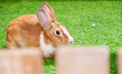 yellow and white rabbit on green artificial grass in the midst of bright lights at a wildlife show