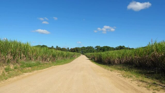 Sugar cane fields plantation at caribbean countryside, agriculture concept