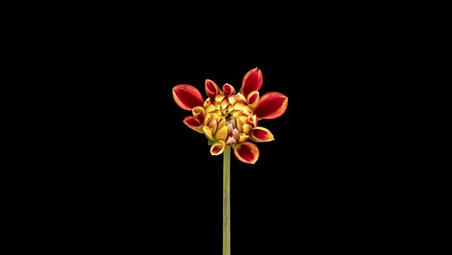 4K Time Lapse of blooming red yellow Dahlia. Timelapse of growing and opening beautiful flower isolated on black background. Time-lapse close-up.