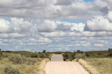 Open dirt road in the Kgalagadi, South Africa