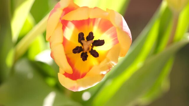 ellow and red tulip flowers close up, selective focus. Macro defocused nature background of tulips.
