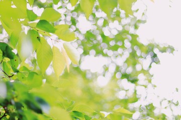 flowers on a tree