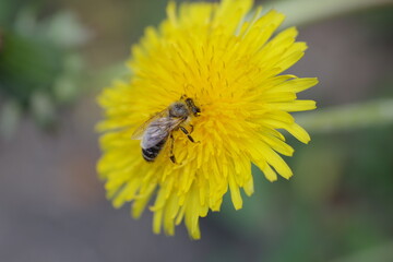 A bee collecting honey from a flower from above