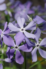 Background of purple flowers close-up. Purple bouquet