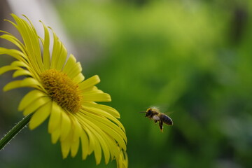 A bee flying to a yellow flower to collect nectar and produce honey