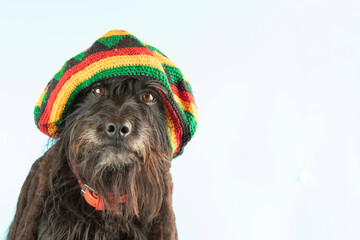 Funny Schnauzer  in a colored beret with pigtails in the style of Bob Marley