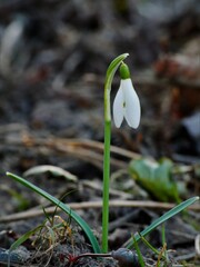 Snowdrop flower appeared in the spring after the snow melted