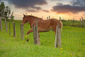 Obraz premium A Male Flaxen Chestnut Horse Stallion Colt with his Foot Caught in a Wire Fence Trying to Remove it 