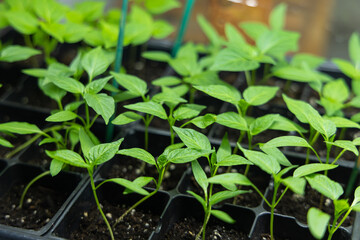 Close up high angle view of plugs in a seed tray. Young plant cultivation in a greenhouse with green shoots growing filling frame with foliage.
