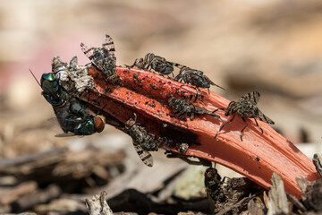 Flies gathered on a Stinkhorn Fungi