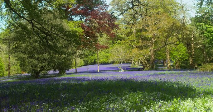 Woodland Scene Revealed A Carpet Of Bluebells With Tree Canopies At Enys Gardens In Cornwall, England. Tilt-up