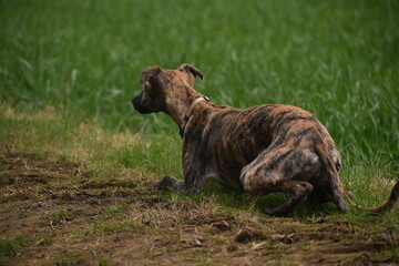 whippet