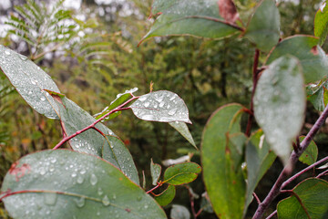 Gum leaves with water droplets after rain